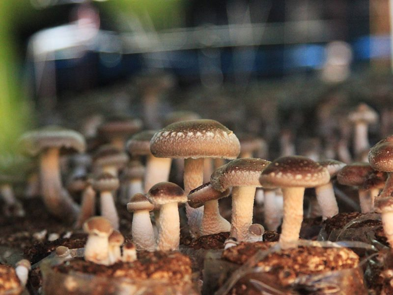 好好集2024歡慶父親節|給爸爸最好味 好好集2024歡慶父親節|給爸爸最好味