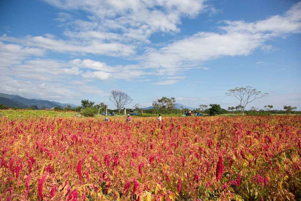 德朱利斯  紅藜黑芝麻糕 德朱利斯  紅藜黑芝麻糕