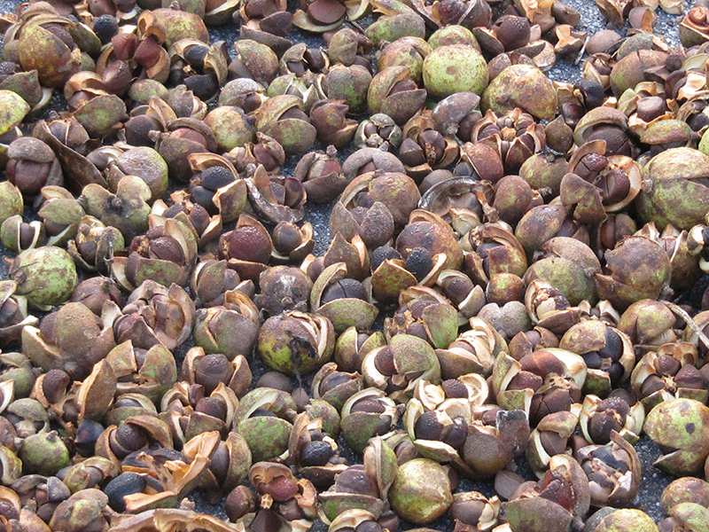 梅山茶油生產合作社 梅山頂級苦茶油(大)