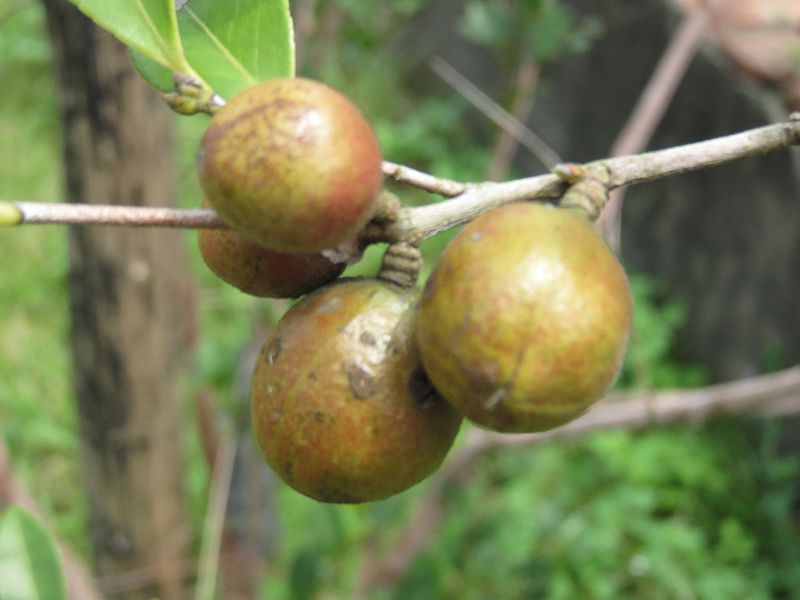 梅山茶油生產合作社 梅山頂級苦茶油(大)