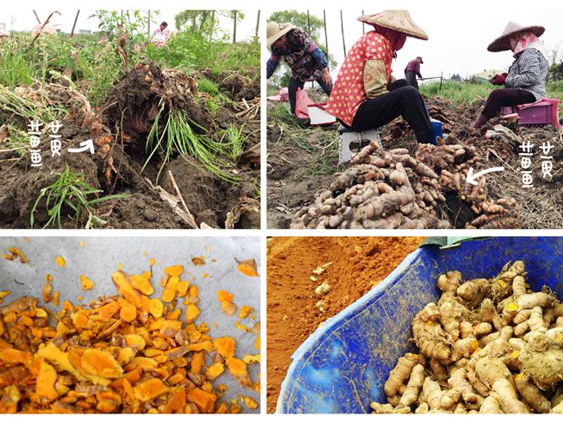 大目農田 100%純天然薑黃粉 80g 大目農田 100%純天然薑黃粉 80g