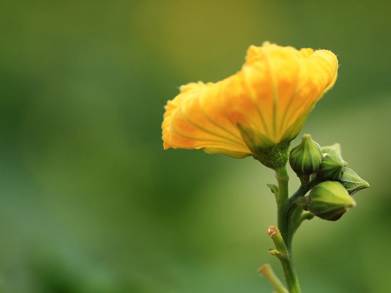 大目農田 純粹絲瓜水350ml 大目農田 純粹絲瓜水350ml