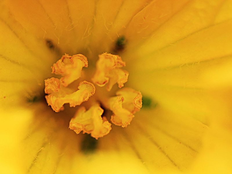 大目農田 純粹苦瓜水 350ml 大目農田 純粹苦瓜水 350ml