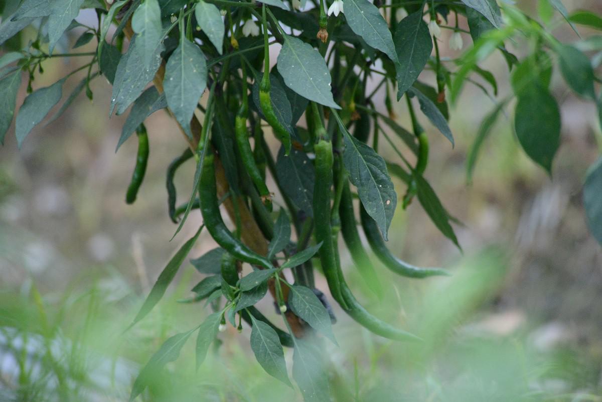  白裏透紅 苦茶油剝皮辣椒 450克