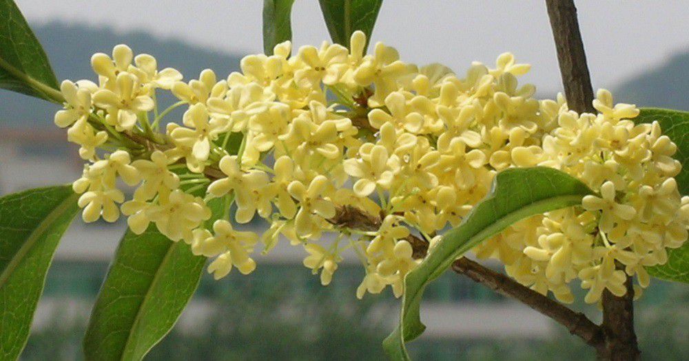 桂花品東西 桂花釀60g(2入) 桂花品東西 桂花釀60g(2入)