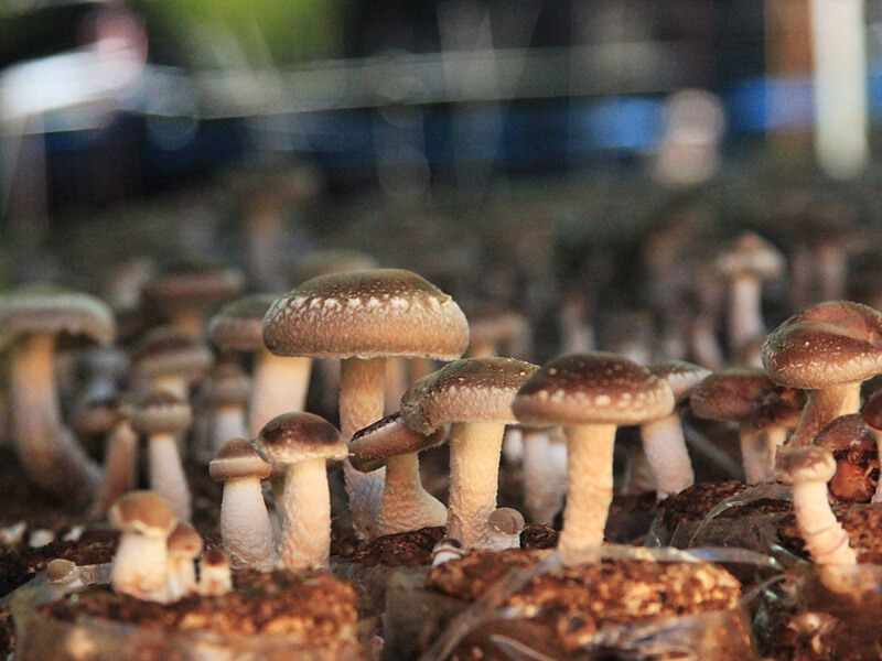 樂果村秀珍菇酥80g(原味/芥末) 樂果村秀珍菇酥80g(原味/芥末)