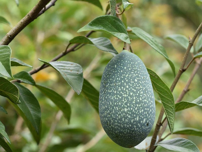 飲花果阿里山愛玉子 32g 飲花果阿里山愛玉子 32g