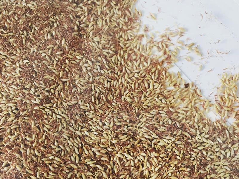 飲花果阿里山愛玉子 32g 飲花果阿里山愛玉子 32g