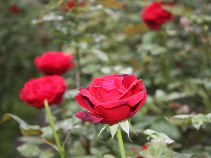 玫開四度玫瑰花瓣醬190g 玫開四度玫瑰花瓣醬190g