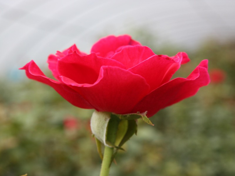 玫開四度玫瑰花瓣醬190g 玫開四度玫瑰花瓣醬190g