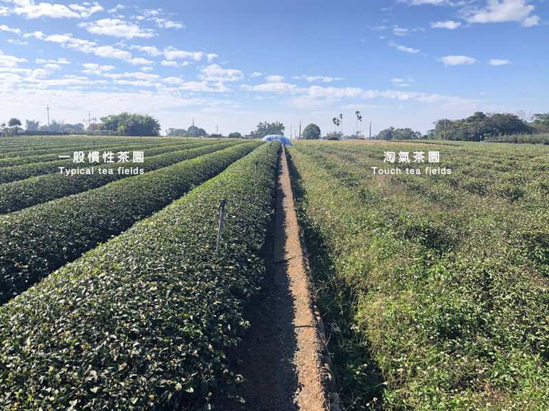 淘氣小農方便紅茶茶包10入 淘氣小農方便紅茶茶包10入