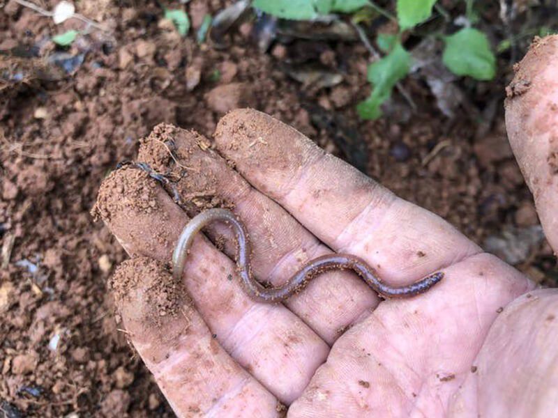 淘氣小農方便紅茶茶包10入 淘氣小農方便紅茶茶包10入