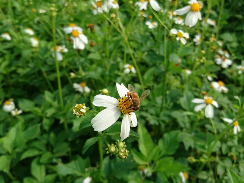 淘氣小農方便紅茶茶包10入 淘氣小農方便紅茶茶包10入