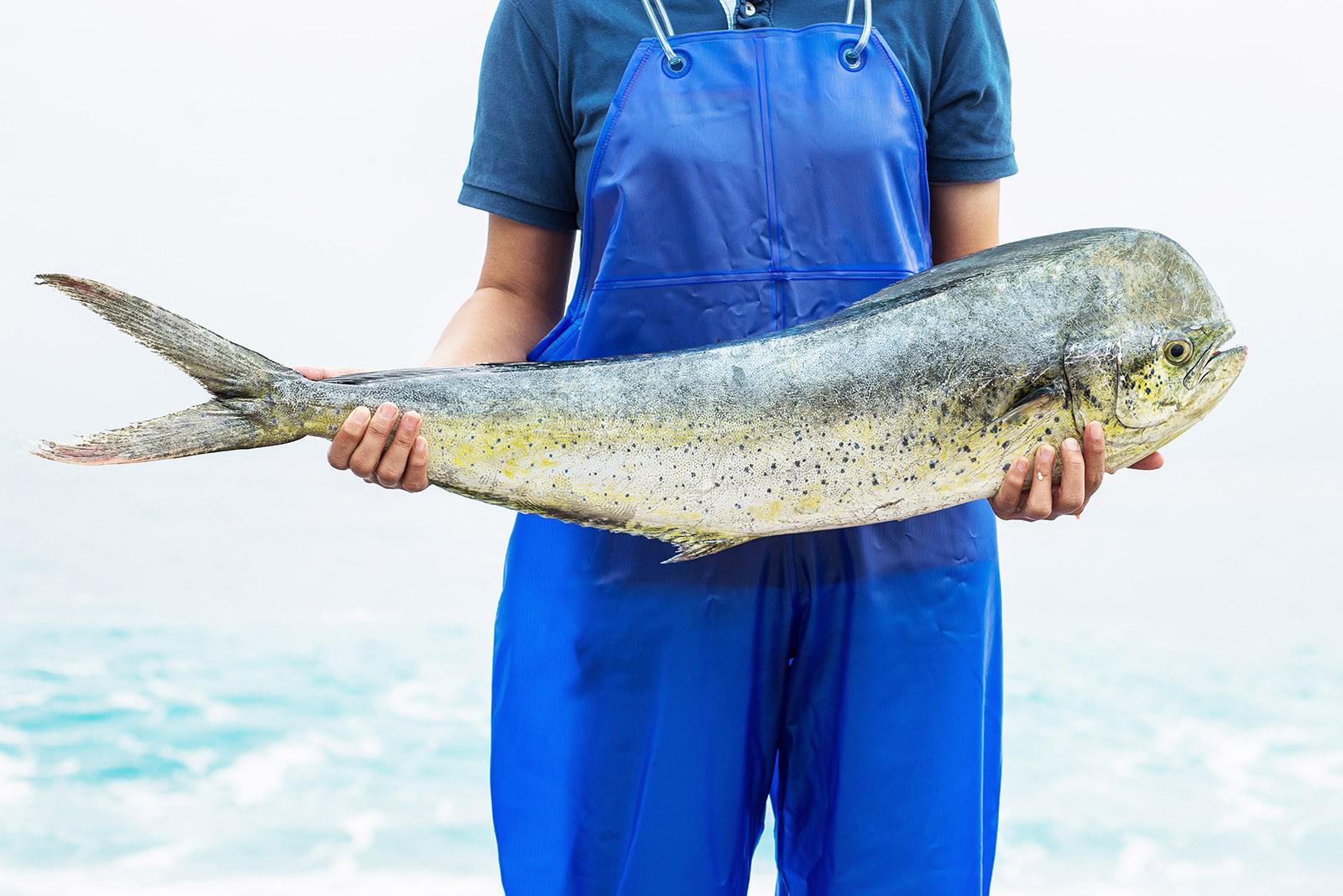 海洋永續的守護者|洄遊吧FishBar 海洋永續的守護者|洄遊吧FishBar