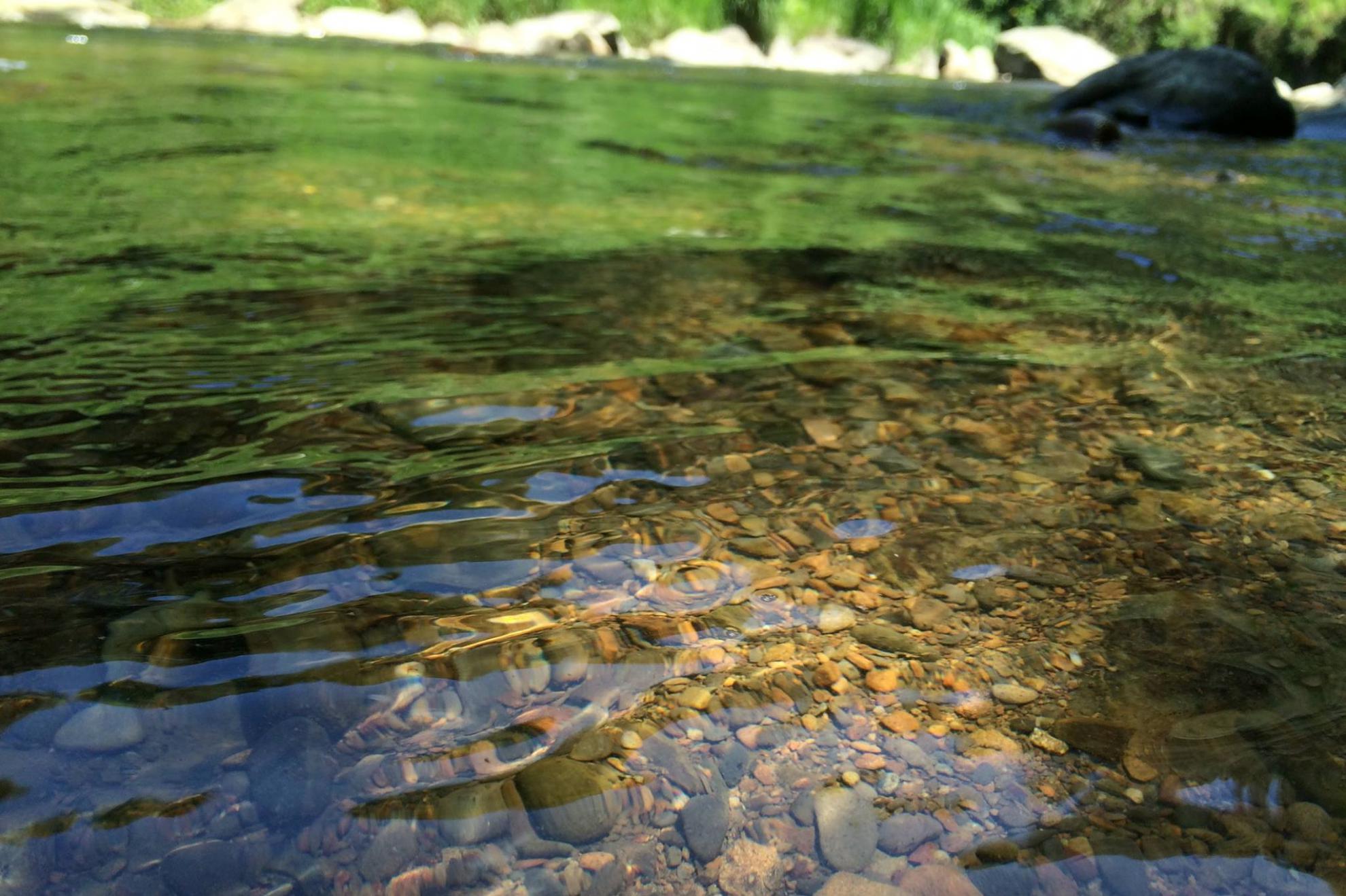 用傳統美味維護生態平衡|八百金 用傳統美味維護生態平衡|八百金