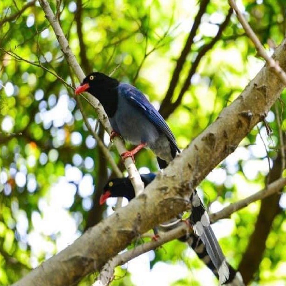 用傳統美味維護生態平衡｜八百金