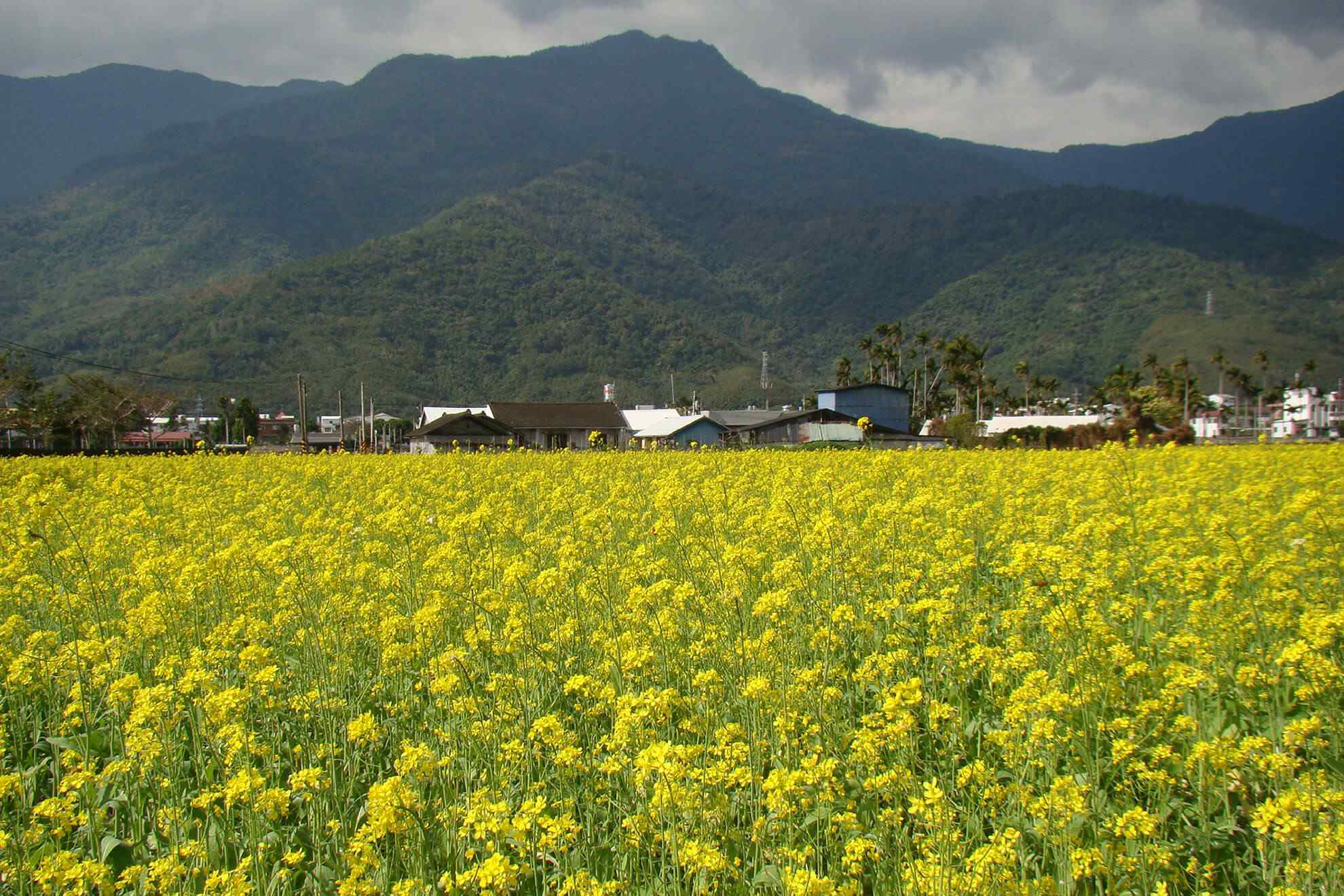 逐花香而居的遊蜜家族｜蜂之饗宴
