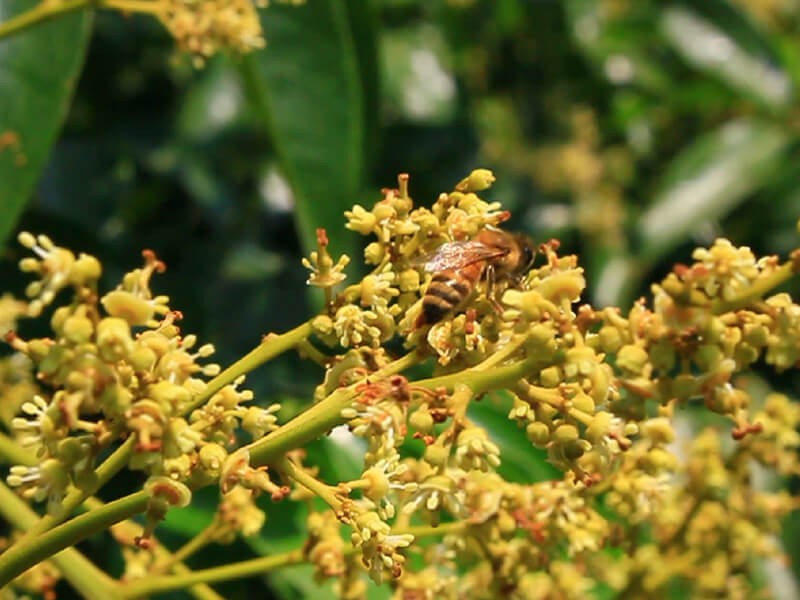 逐花香而居的遊蜜家族|蜂之饗宴 逐花香而居的遊蜜家族|蜂之饗宴