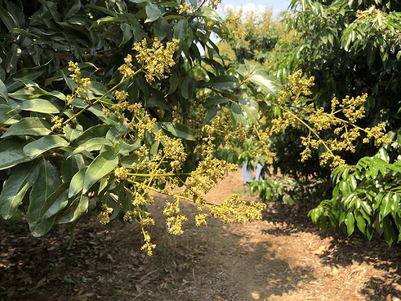 逐花香而居的遊蜜家族|蜂之饗宴 逐花香而居的遊蜜家族|蜂之饗宴