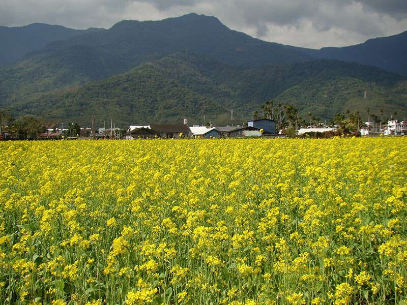逐花香而居的遊蜜家族|蜂之饗宴 逐花香而居的遊蜜家族|蜂之饗宴