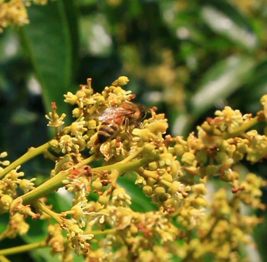 逐花香而居的遊蜜家族｜蜂之饗宴