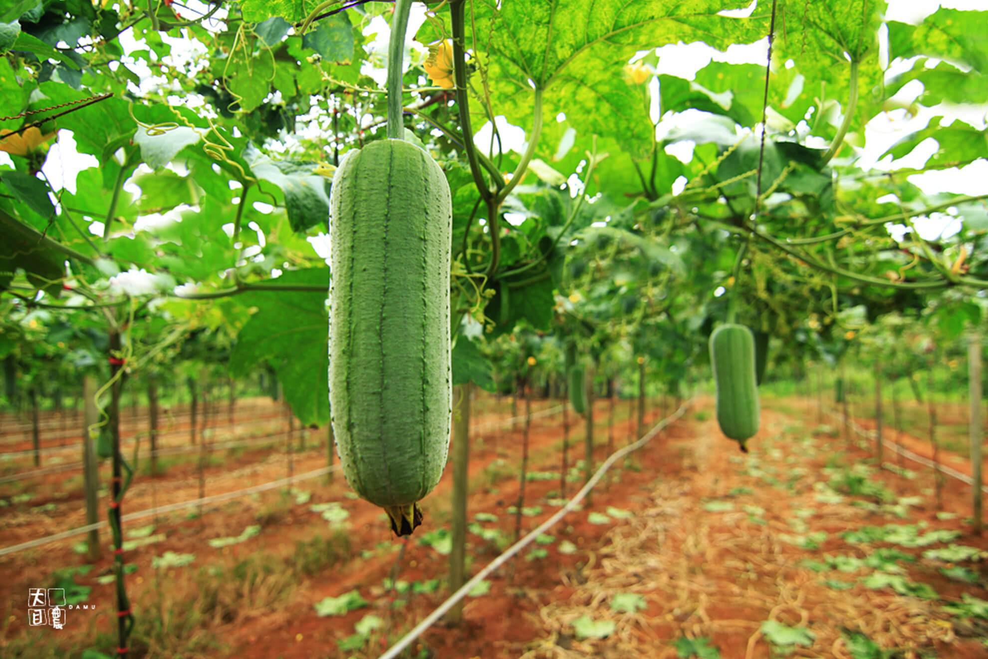 堅持的土地夢想家│大目農田
