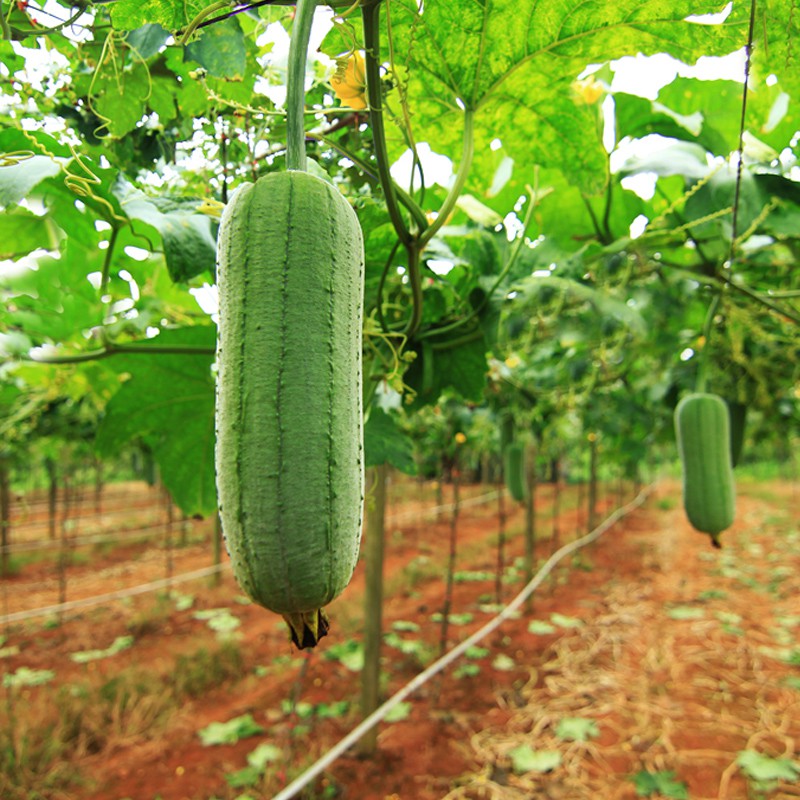堅持的土地夢想家│大目農田