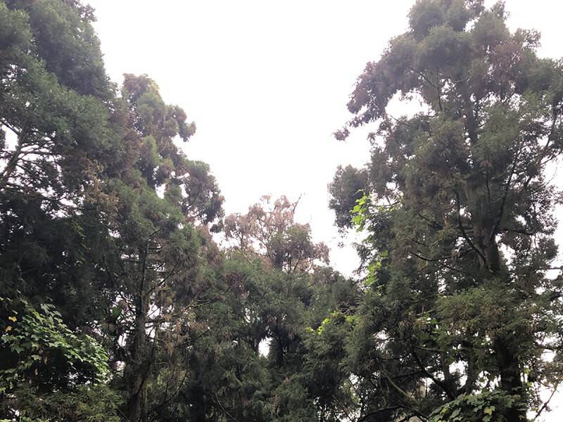 山城裡的米香舖│奮起福米餅