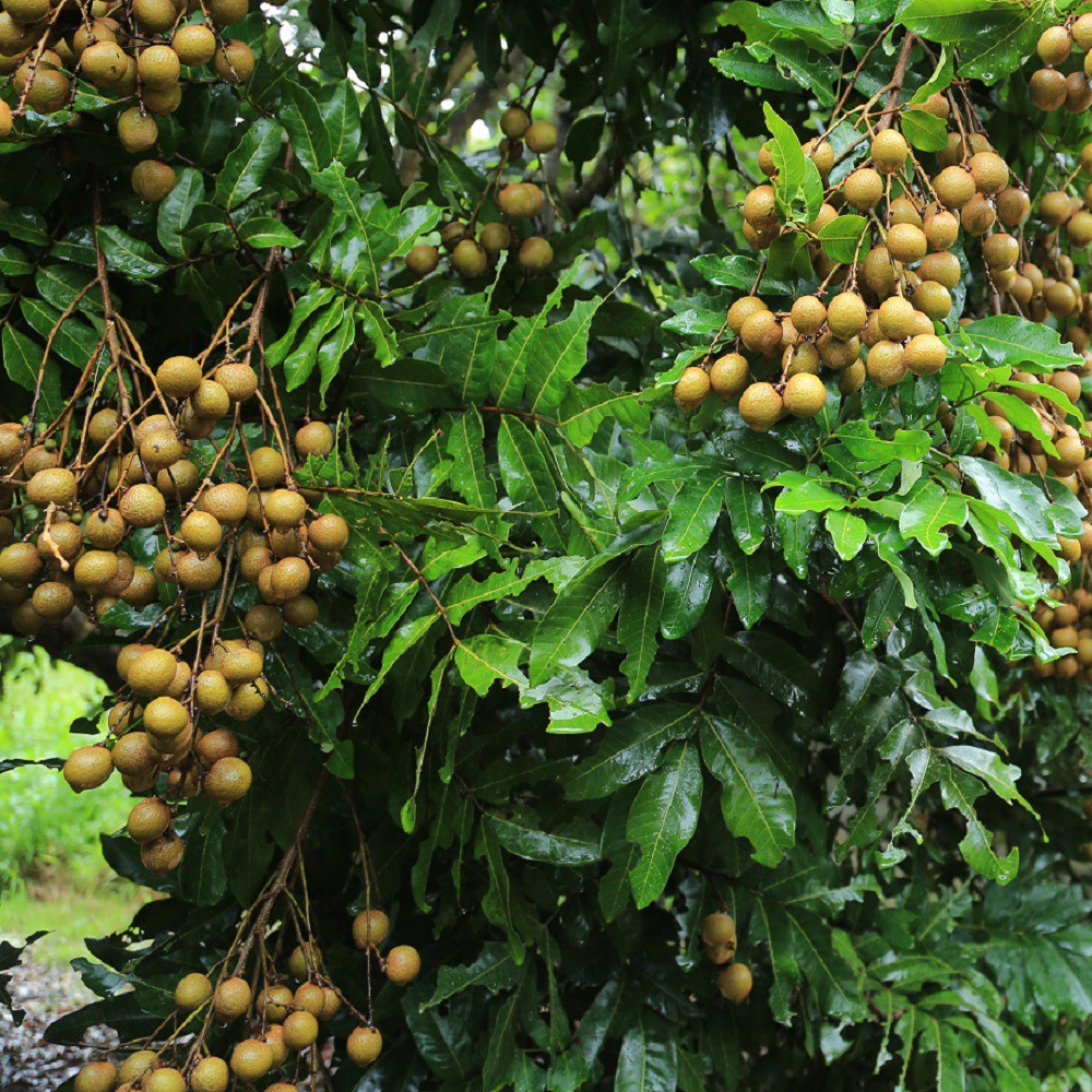 最有溫度的土窯柴焙龍眼乾｜山頂壯圓