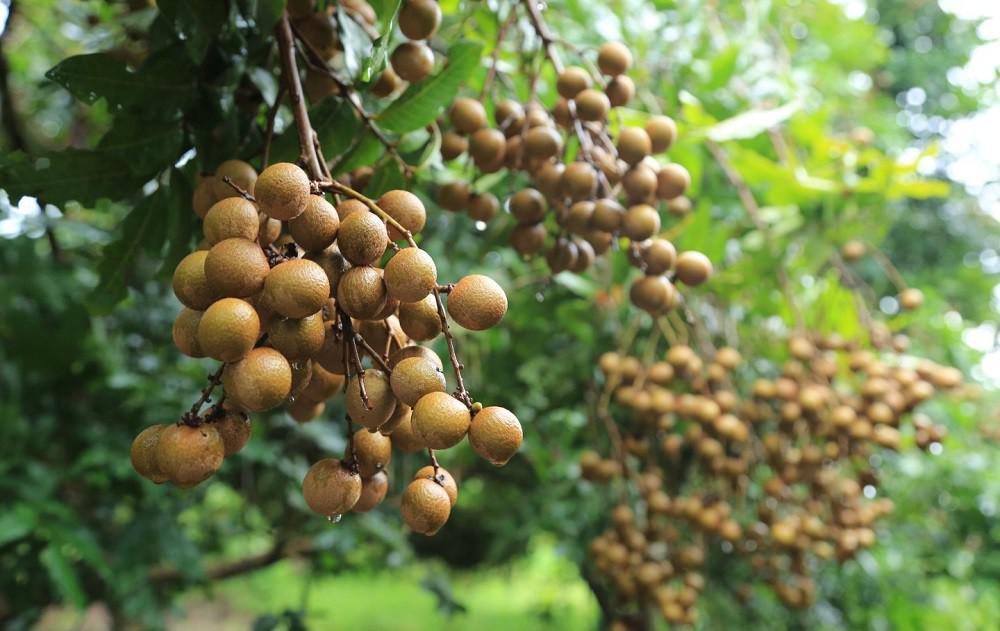 最有溫度的土窯柴焙龍眼乾|山頂壯圓 最有溫度的土窯柴焙龍眼乾|山頂壯圓