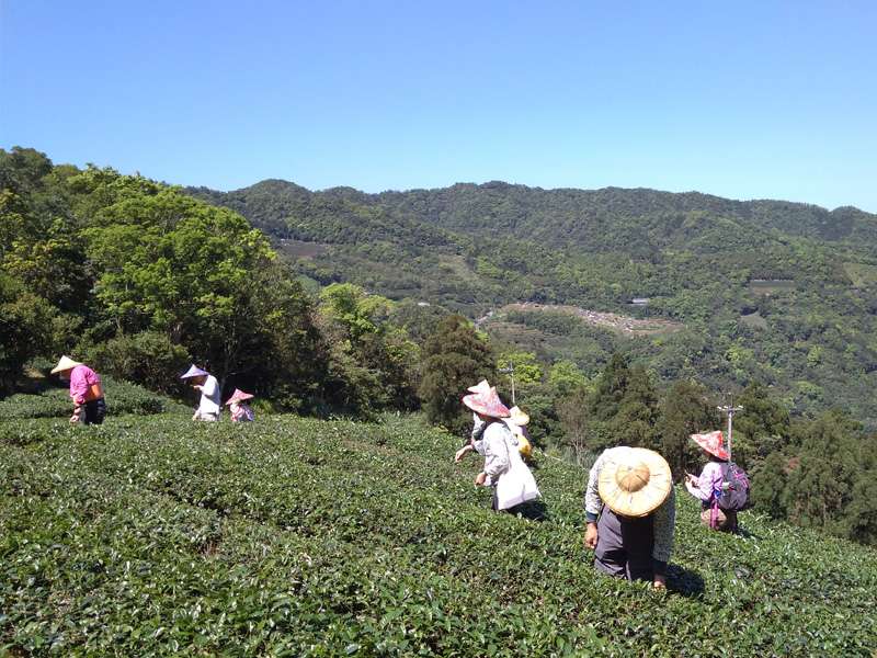守護土地的│臺灣藍鵲茶 守護土地的│臺灣藍鵲茶