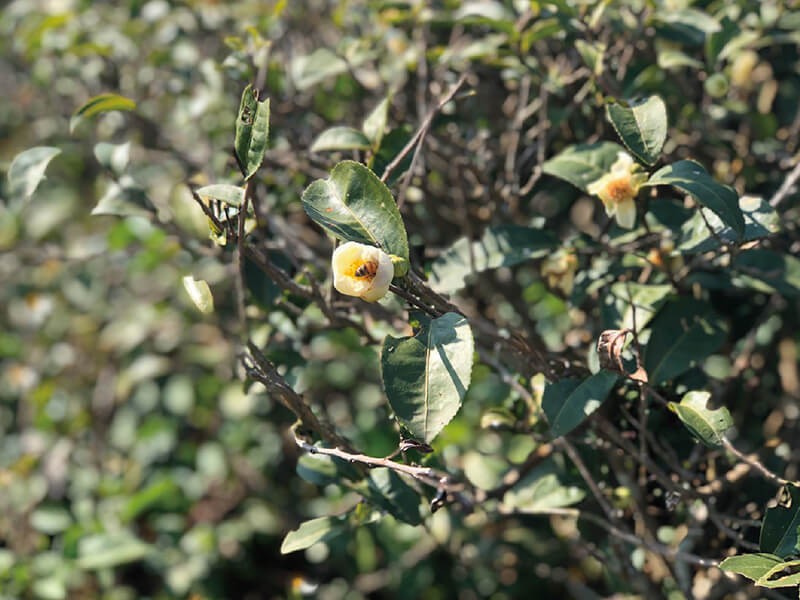 與雜草相處的生存之道｜淘氣小農