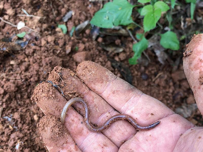 與雜草相處的生存之道｜淘氣小農