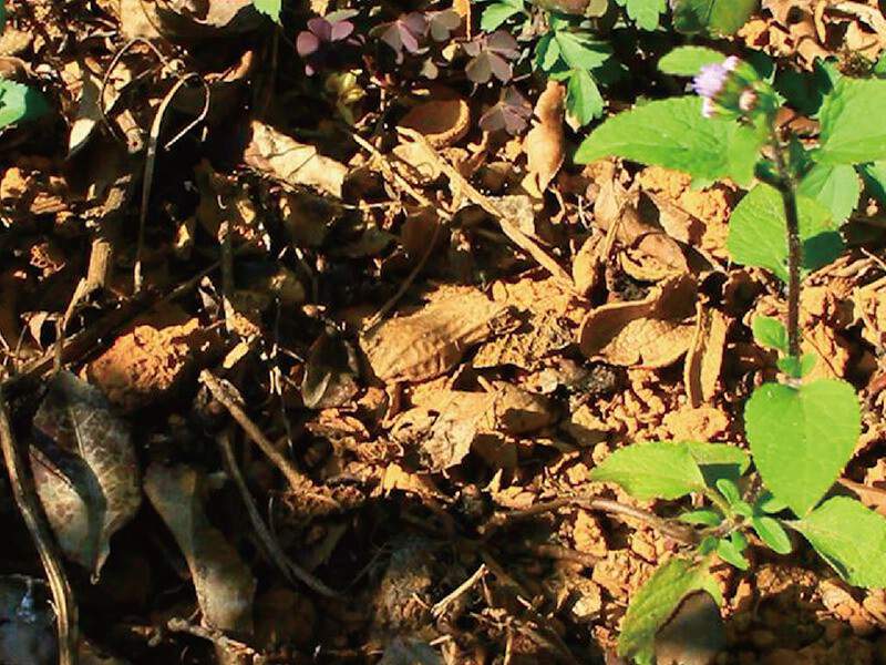 與雜草相處的生存之道|淘氣小農 與雜草相處的生存之道|淘氣小農